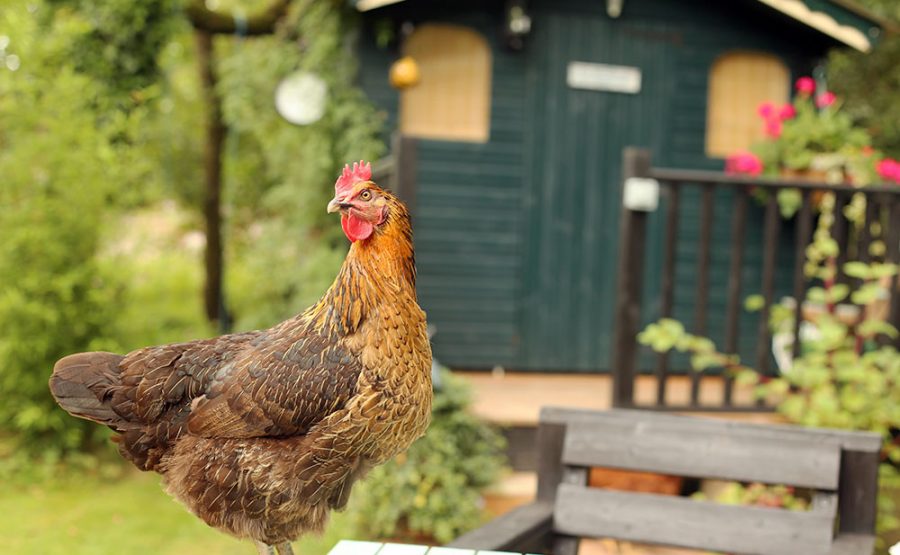 chicken-blog-organic-livestock-and-crops