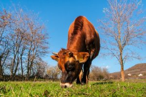 organic-livestock-and-crops-health-principle