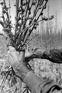 Harvesting_kenaf_organic-livestock-and-crops