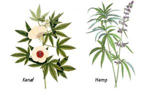 Kenaf-vs-hemp-organic-livestock-and-crops