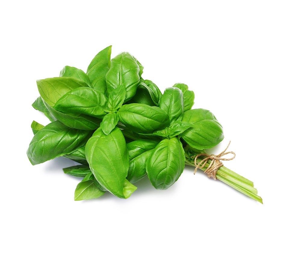 organic-basil