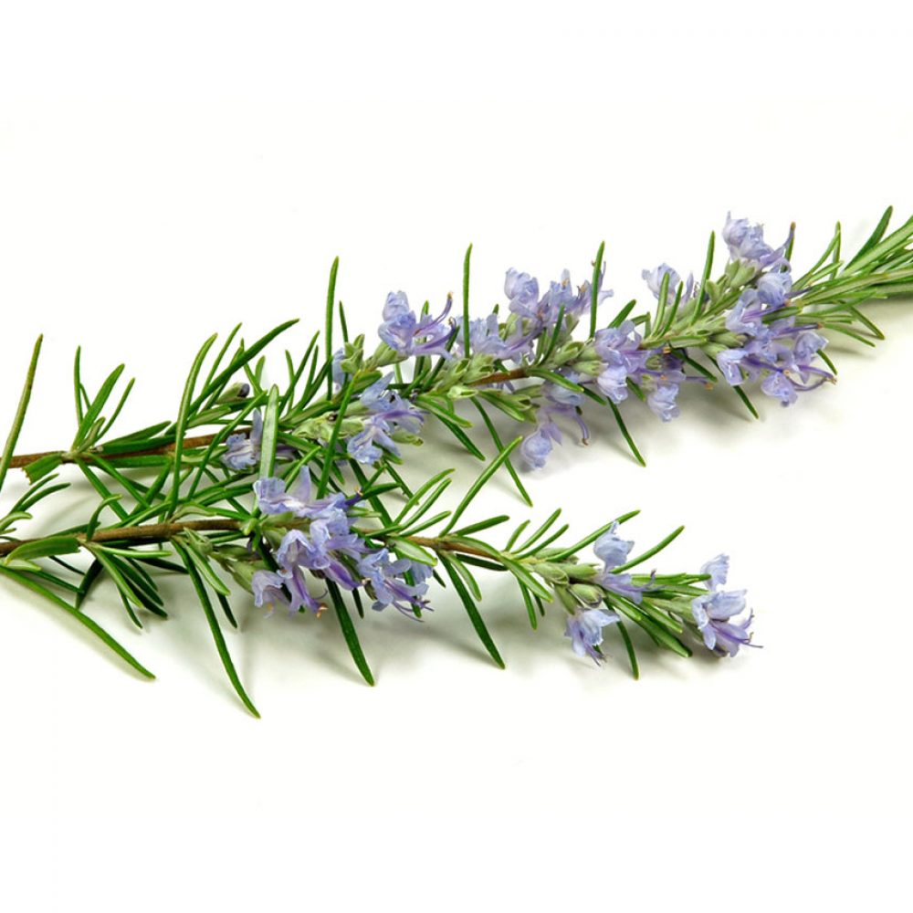 organic-rosemary