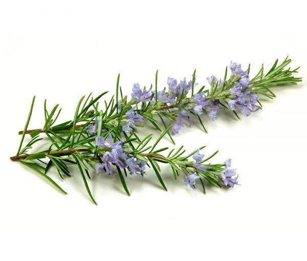 Rosemary (A Pack) - Organic Livestock And Crops Owners Association Of ...