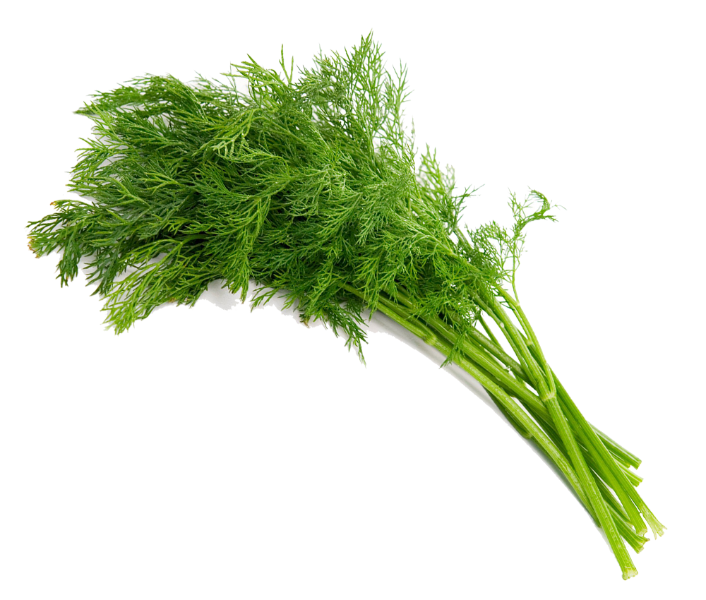 organic-dill